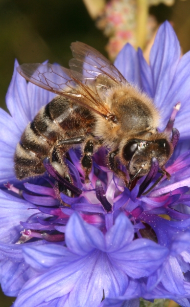 Honigbiene sammelt an der Kornblume